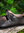 REMSKO - medeltida skor med spänne, mörkbrun