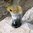 Hornbeger, håndlaget av ekte vannbøffelhorn