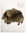 BJÖRN - Pälskrage brun, tvättbjörn