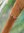 VIKINGEDRAGEN - - Vandringstok af træ , ca. 180 cm