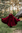 HERVOR - Svår mantel med spetshuva,yllmix,red